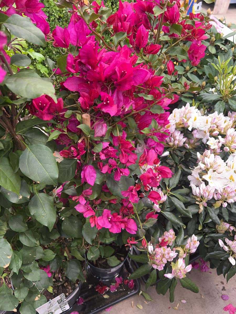 Lot 4170 - Large Bougainvillea