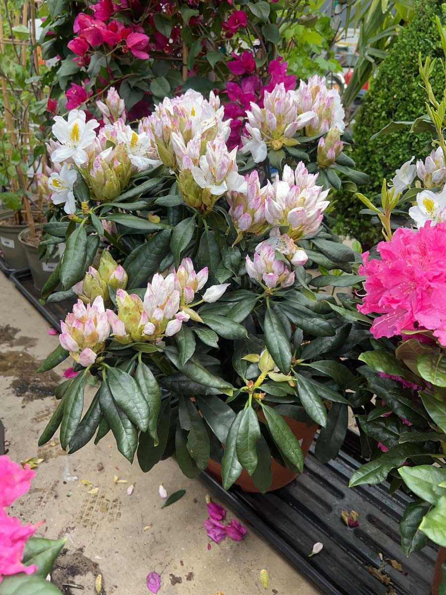 Lot 4171 - Extra large Rhododendron Madam Masson