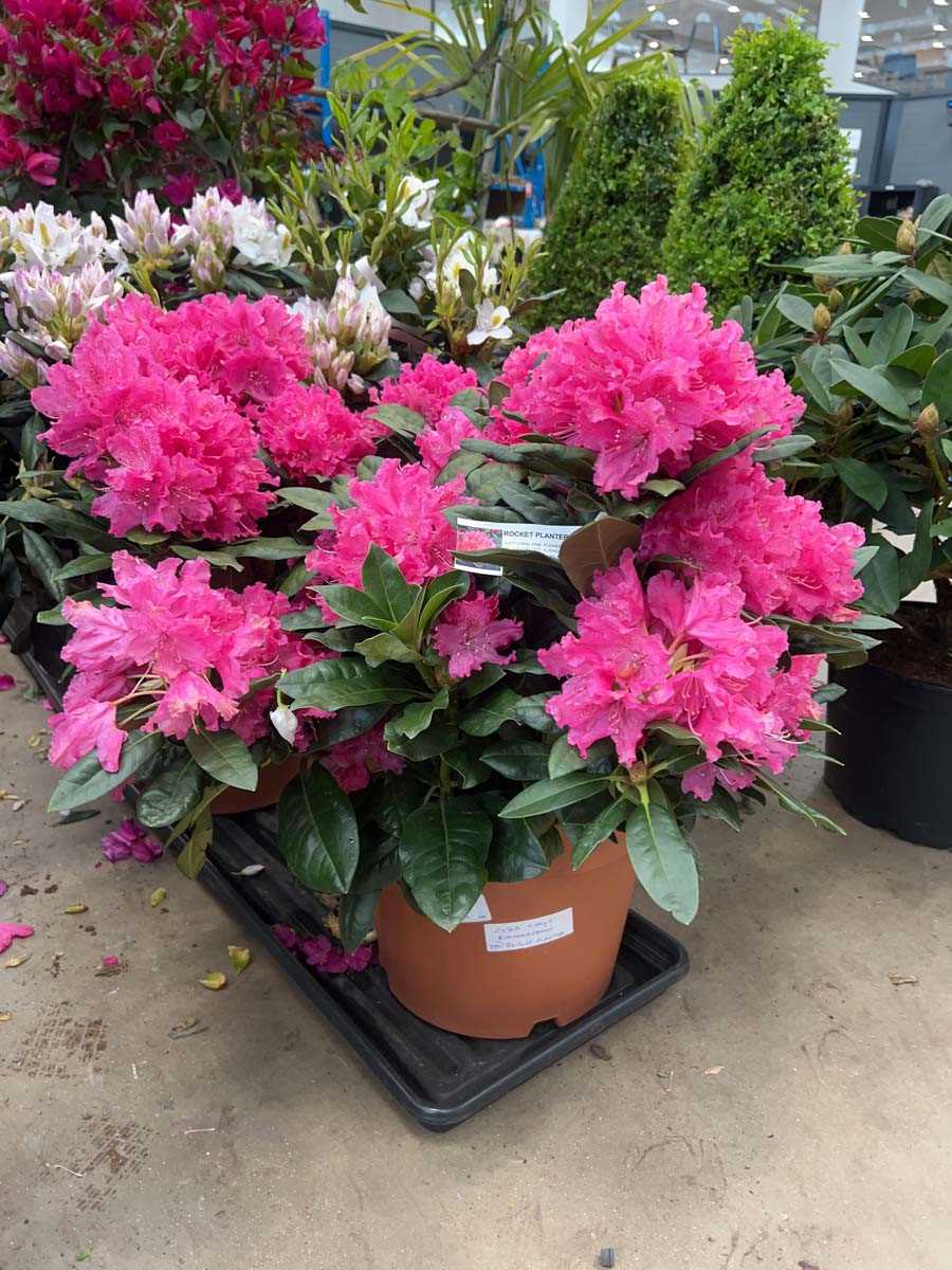 Lot 4172 - Extra large Rhododendron Rocket Planter