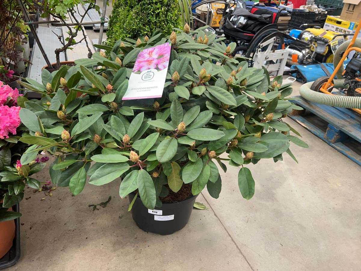 Lot 4173 - Extra large Rhododendron Eucaritis