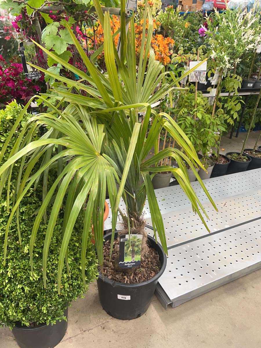 Lot 4176 - Trachycarpus Fortunei