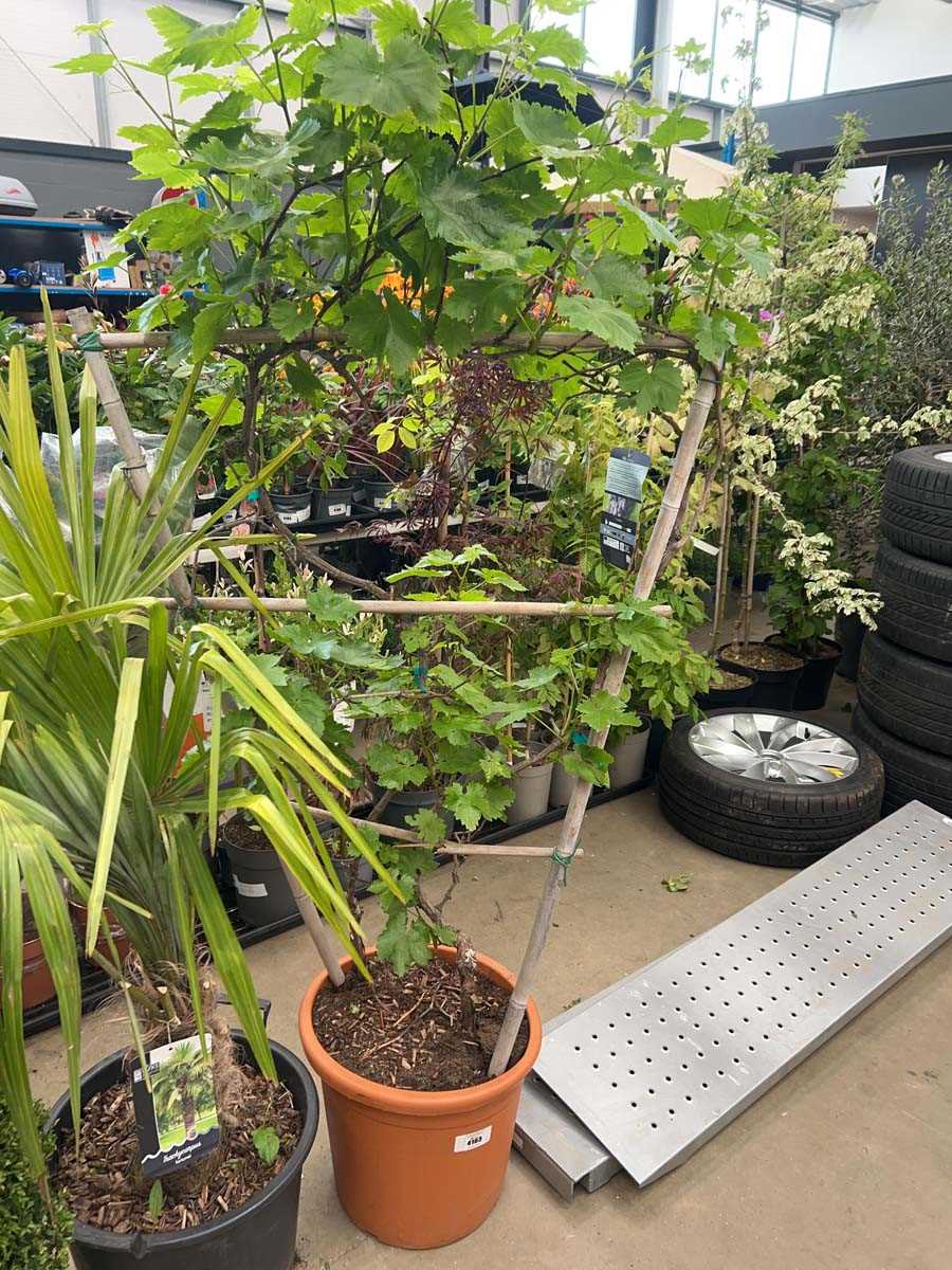 Lot 4177 - Extra large Vitis vine on fan support