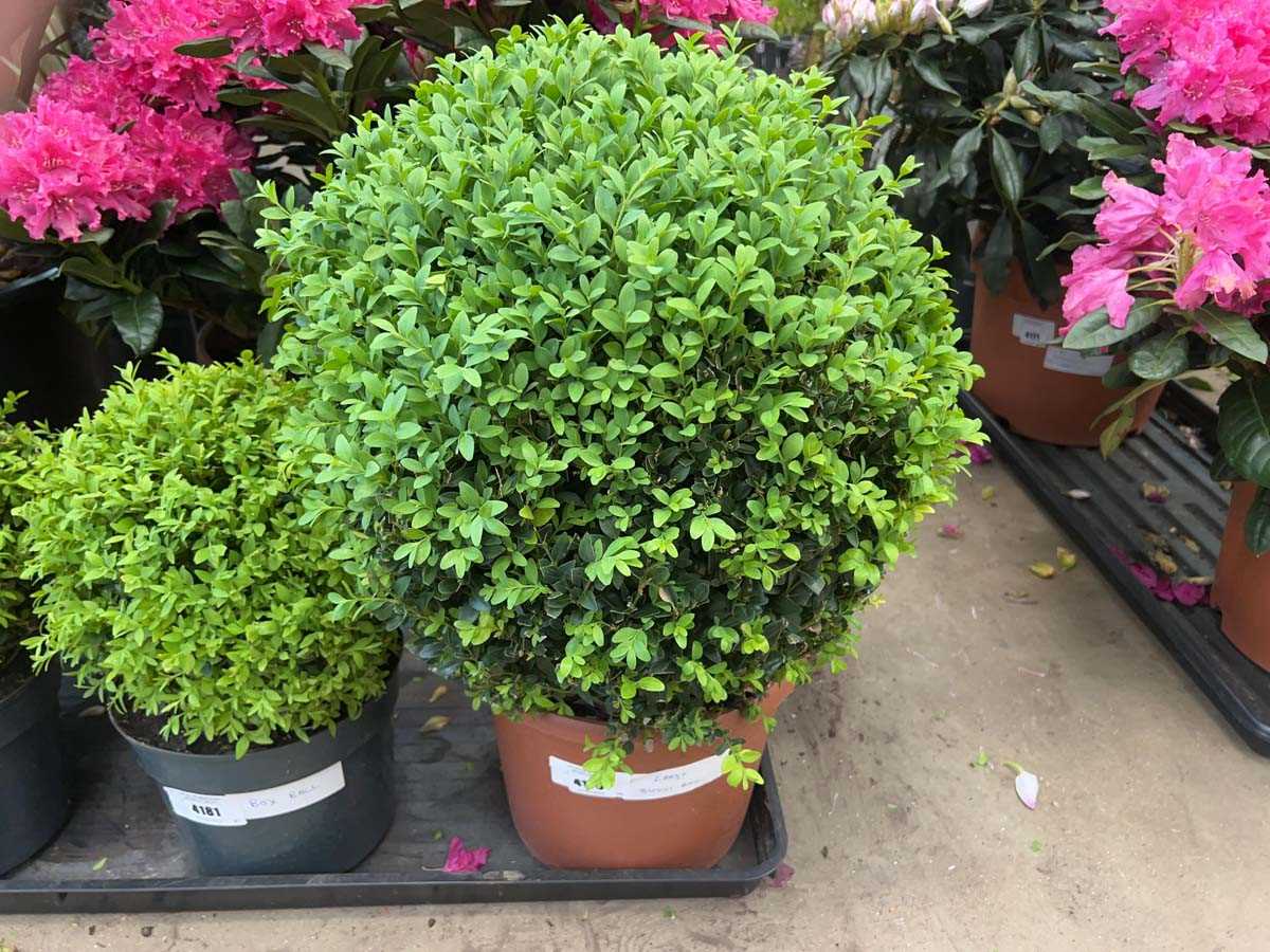 Lot 4178 - Large Buxus ball