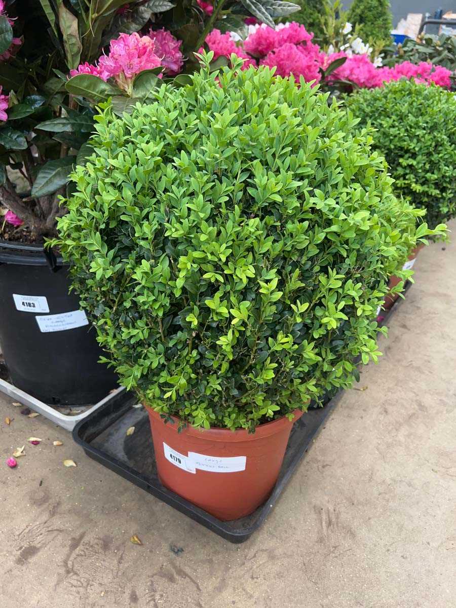 Lot 4179 - Large Buxus ball