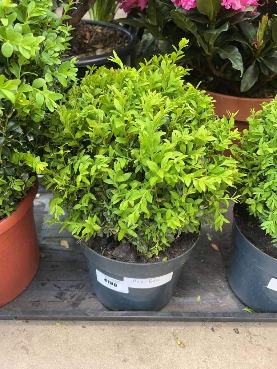 Lot 4180 - Small Buxus ball