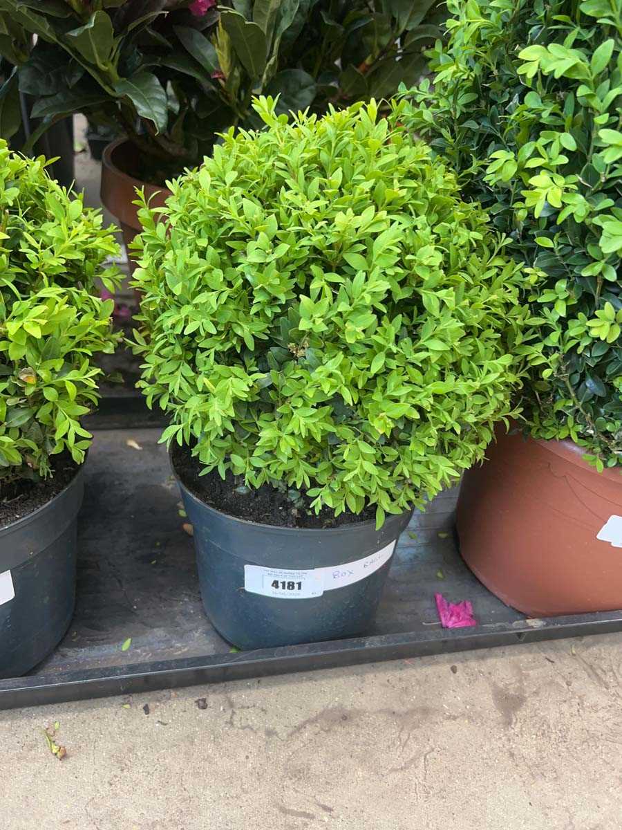 Lot 4181 - Small Buxus ball