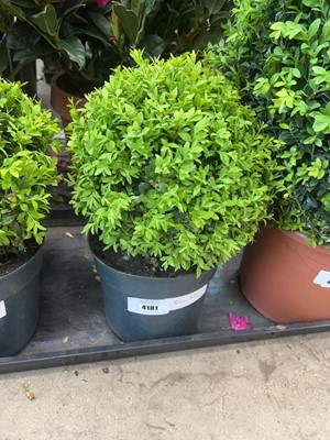 Lot 4181 - Small Buxus ball