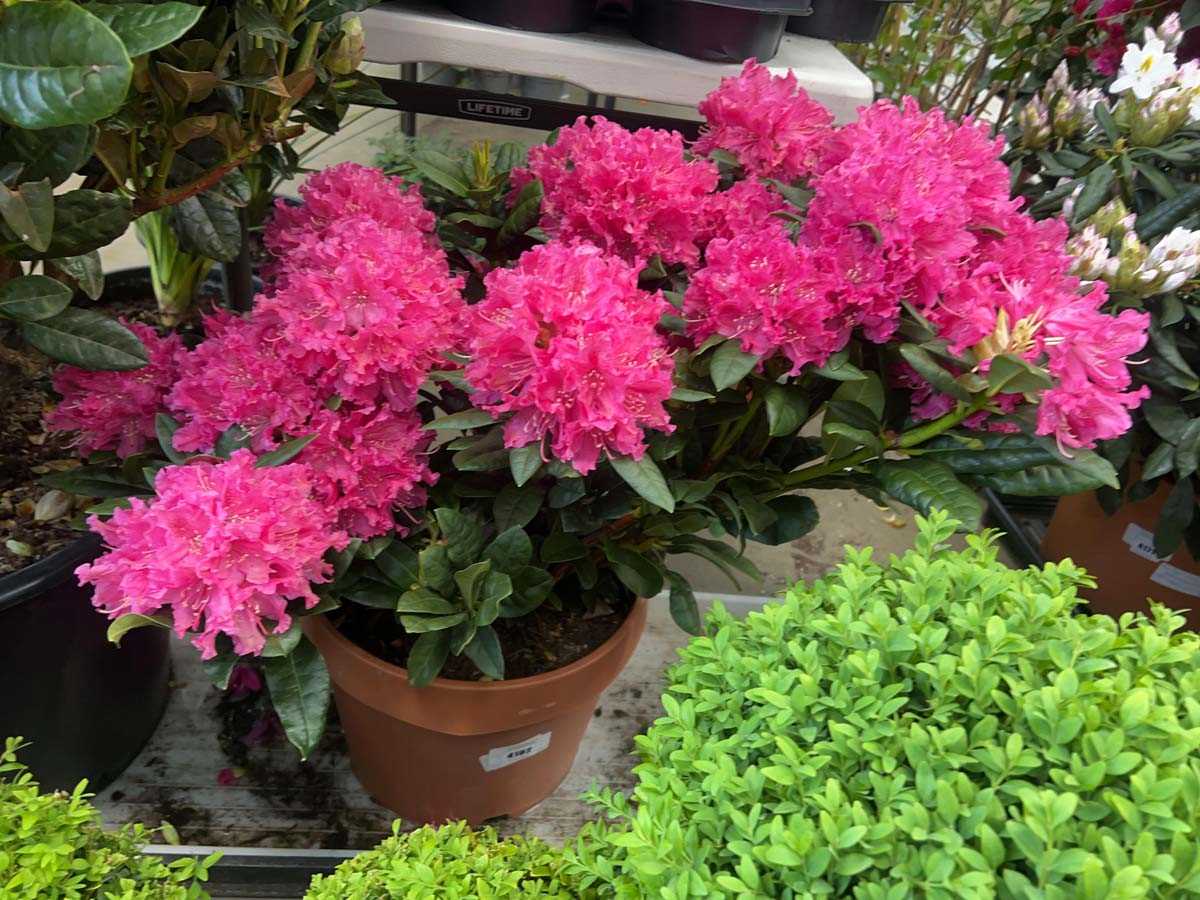 Lot 4182 - Large Rhododendron rocket planter