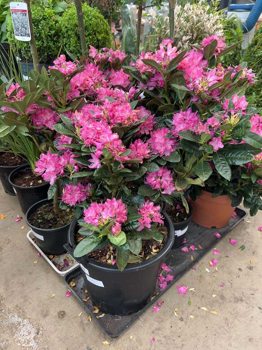 Lot 4183 - Extra large Rhododendron rocket planter