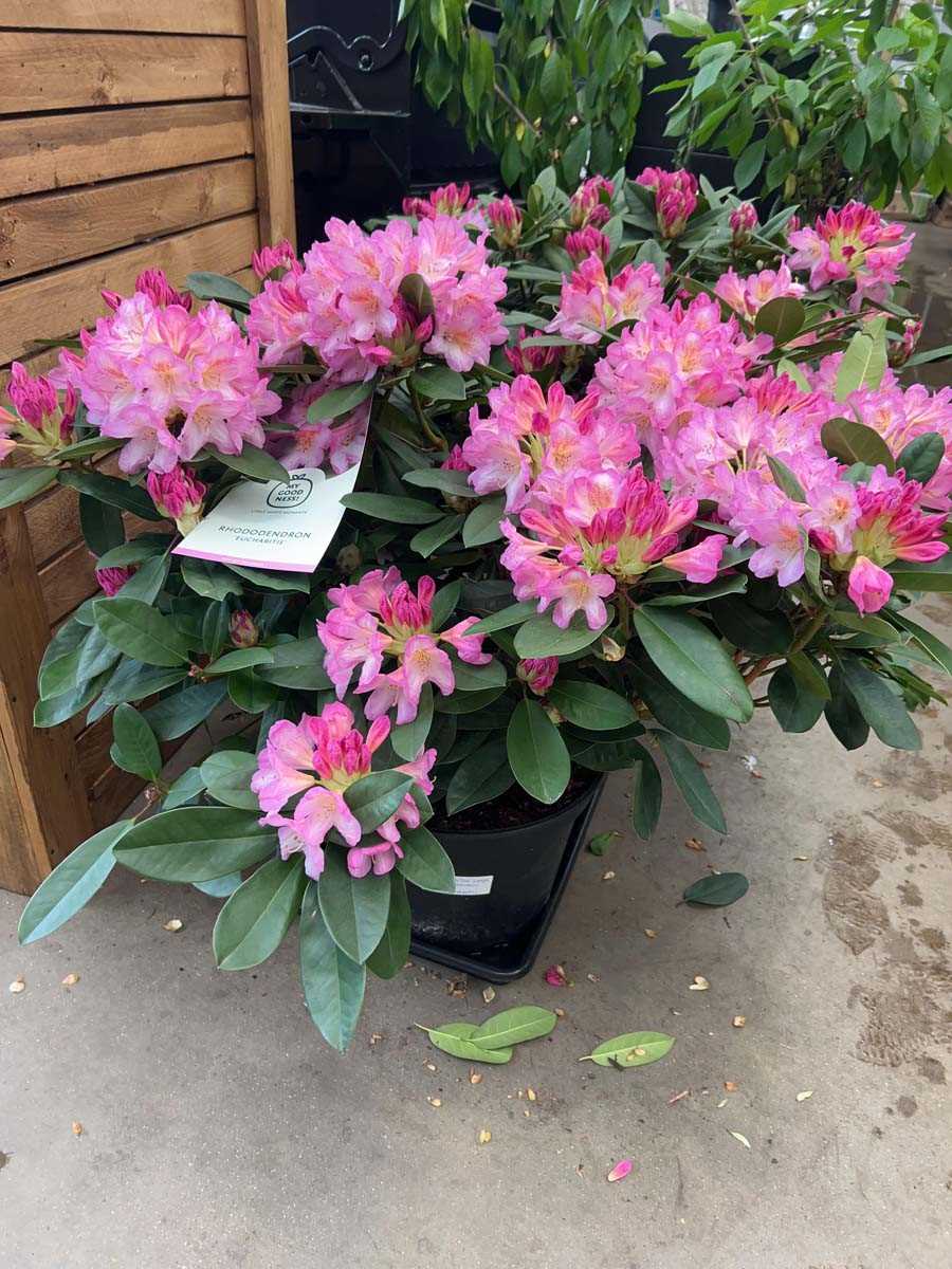 Lot 4186 - Extra large Rhododendron Eucharitis