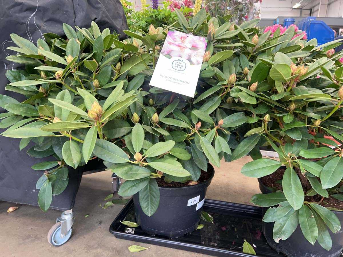 Lot 4187 - Extra large Rhododendron Eucharitis