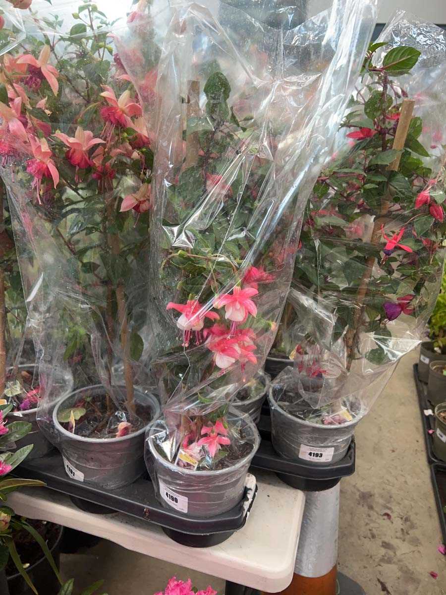 Lot 4190 - Fuchsia