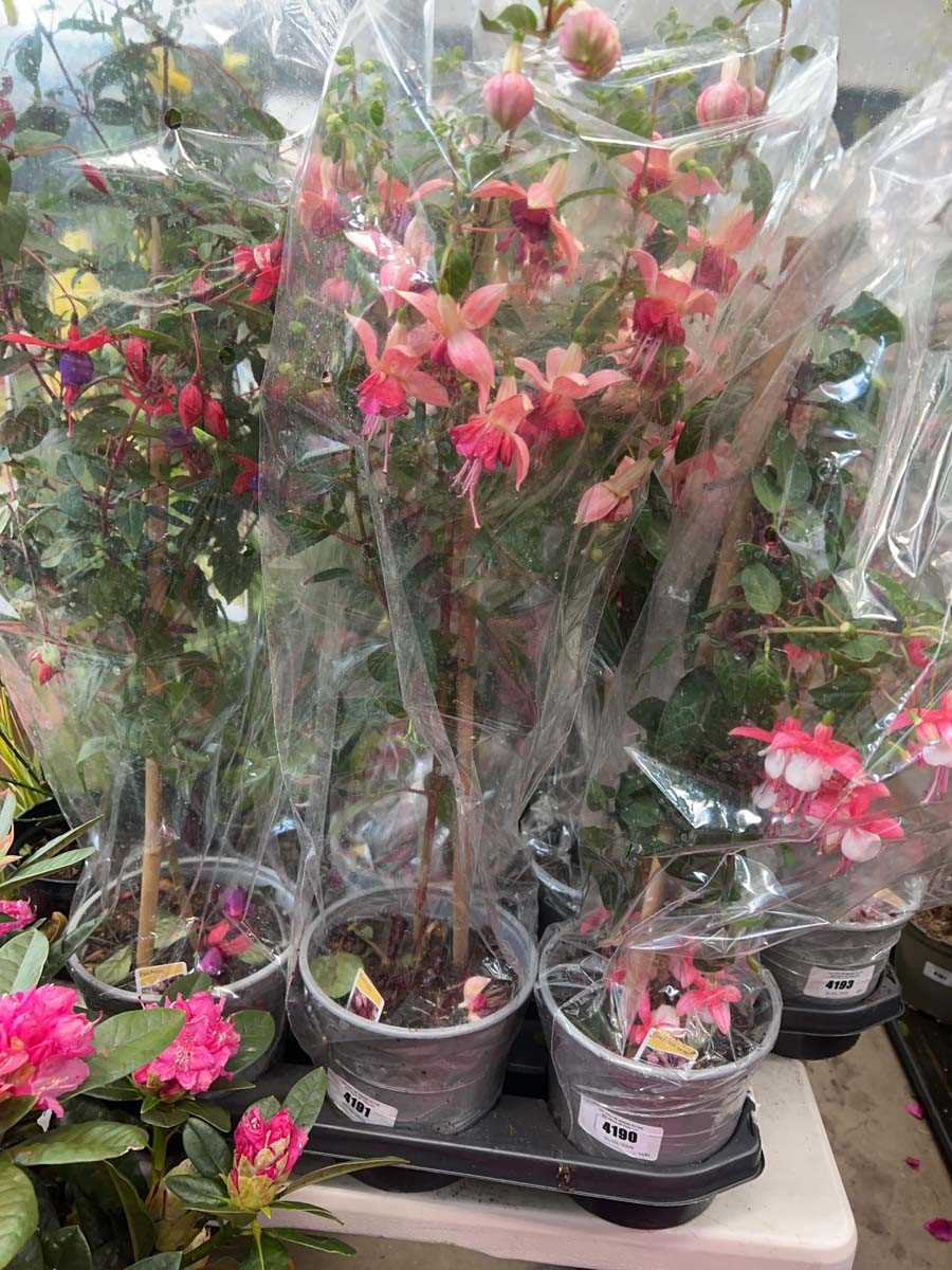 Lot 4191 - Fuchsia