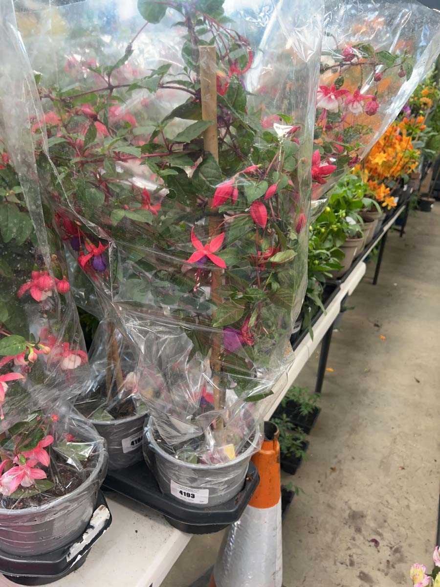 Lot 4193 - Fuchsia