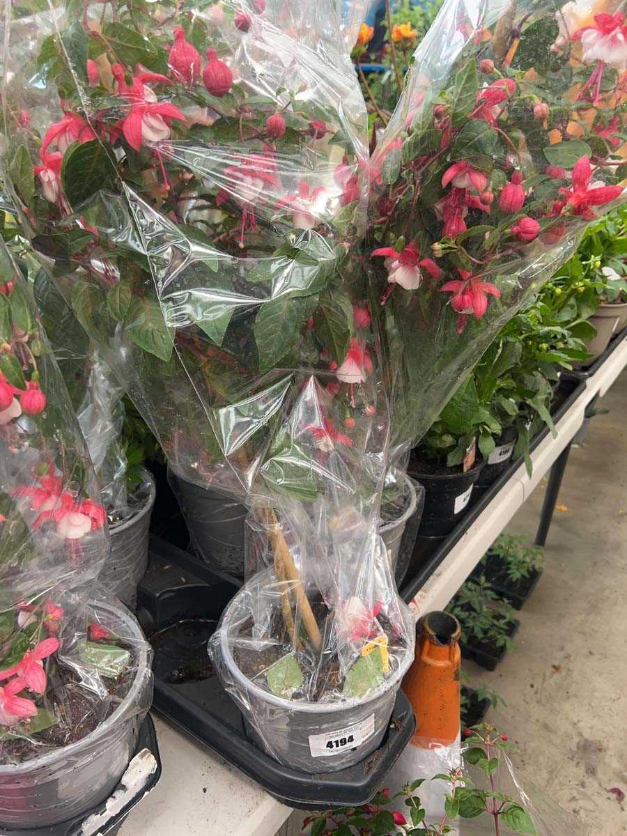 Lot 4194 - Fuchsia