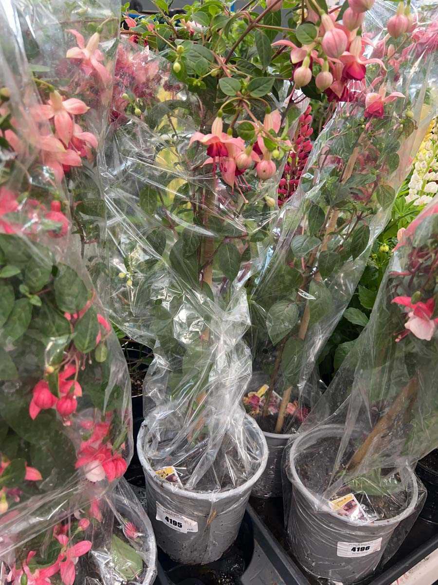 Lot 4195 - Fuchsia