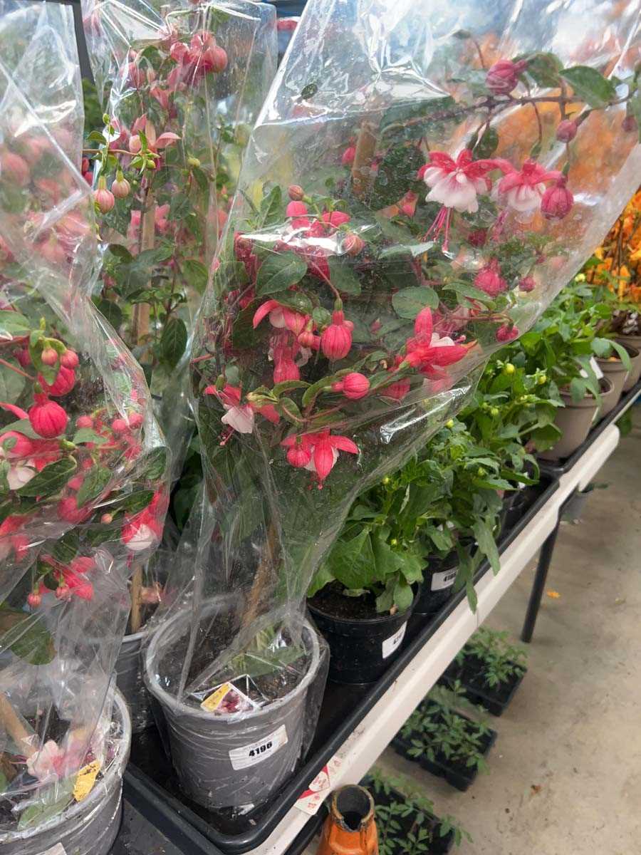 Lot 4196 - Fuchsia