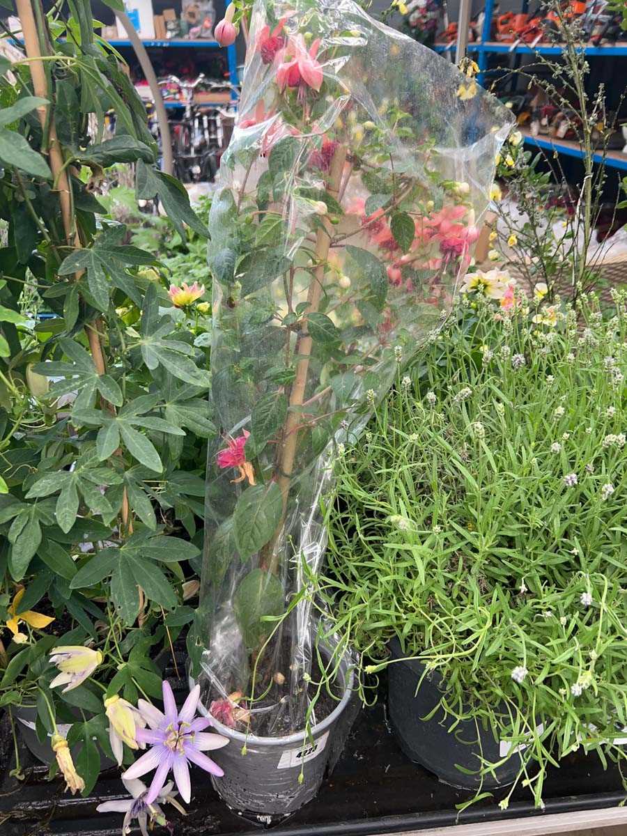 Lot 4197 - Fuchsia
