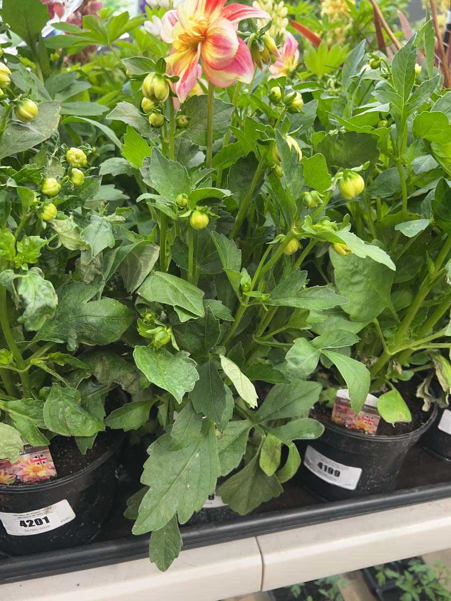 Lot 4198 - Dahlia
