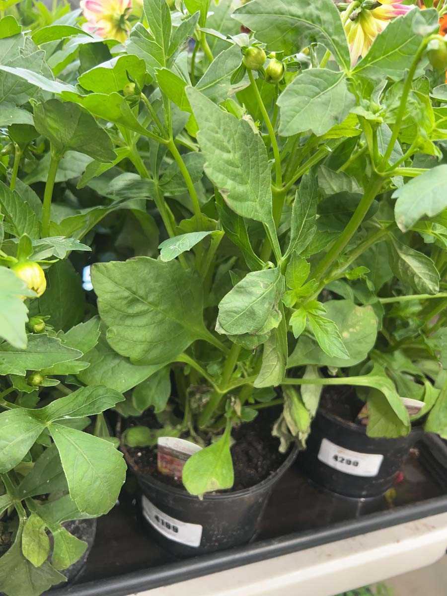 Lot 4199 - Dahlia