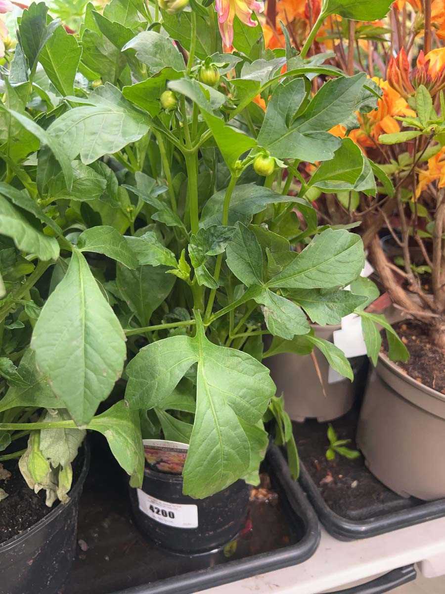 Lot 4200 - Dahlia