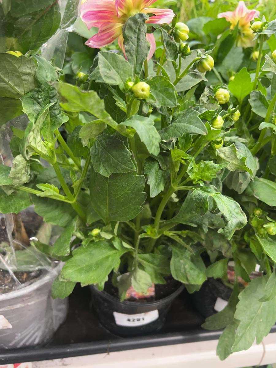 Lot 4201 - Dahlia