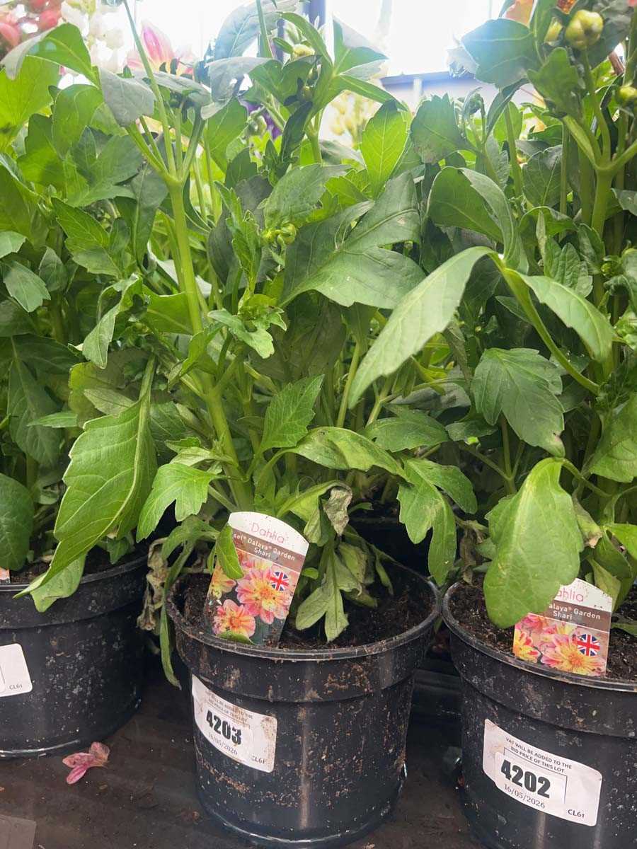 Lot 4203 - Dahlia