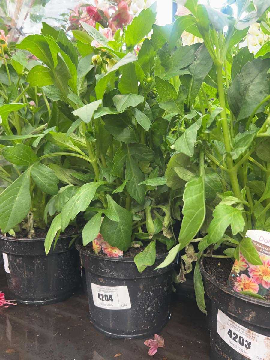Lot 4204 - Dahlia