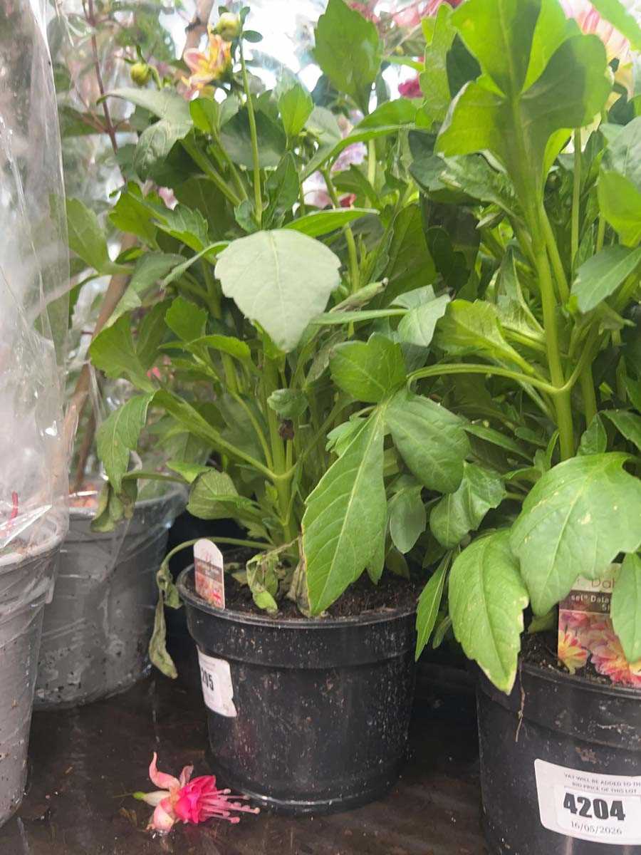 Lot 4205 - Dahlia