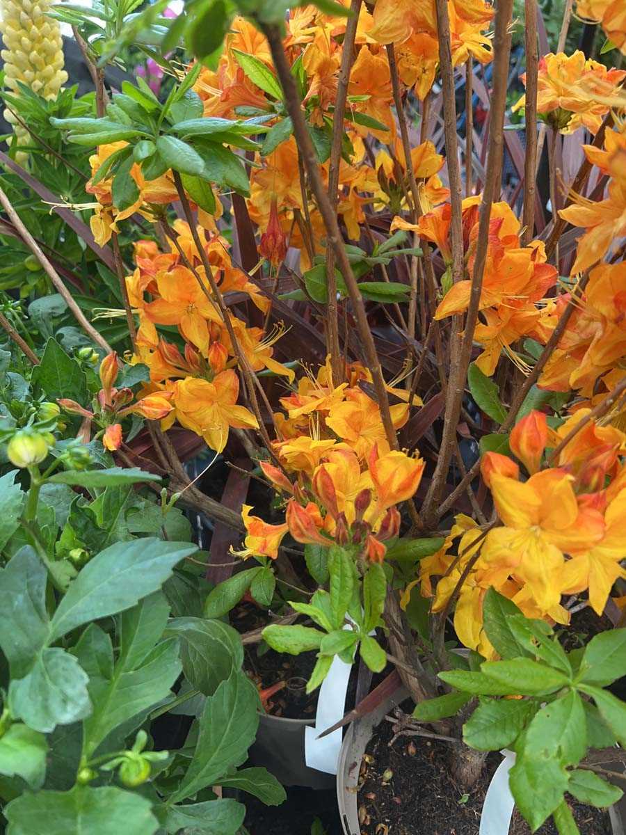 Lot 4207 - Golden Eagle orange flowering shrub