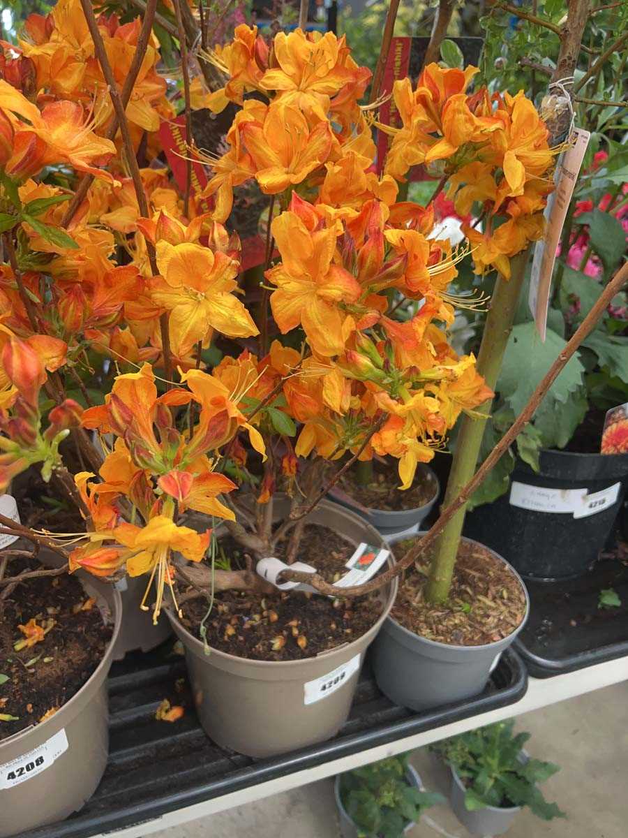 Lot 4209 - Golden Eagle orange flowering shrub