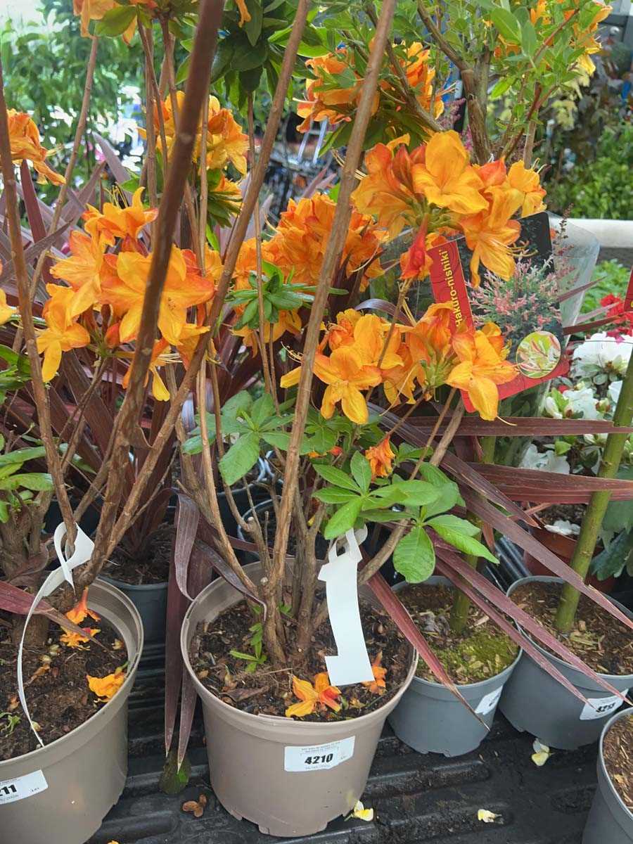 Lot 4210 - Golden Eagle orange flowering shrub