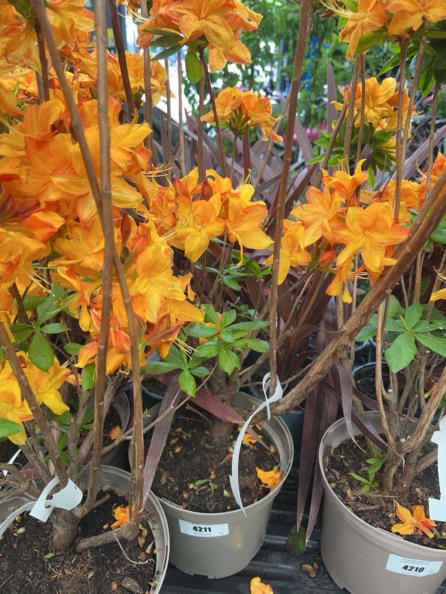 Lot 4211 - Golden Eagle orange flowering shrub