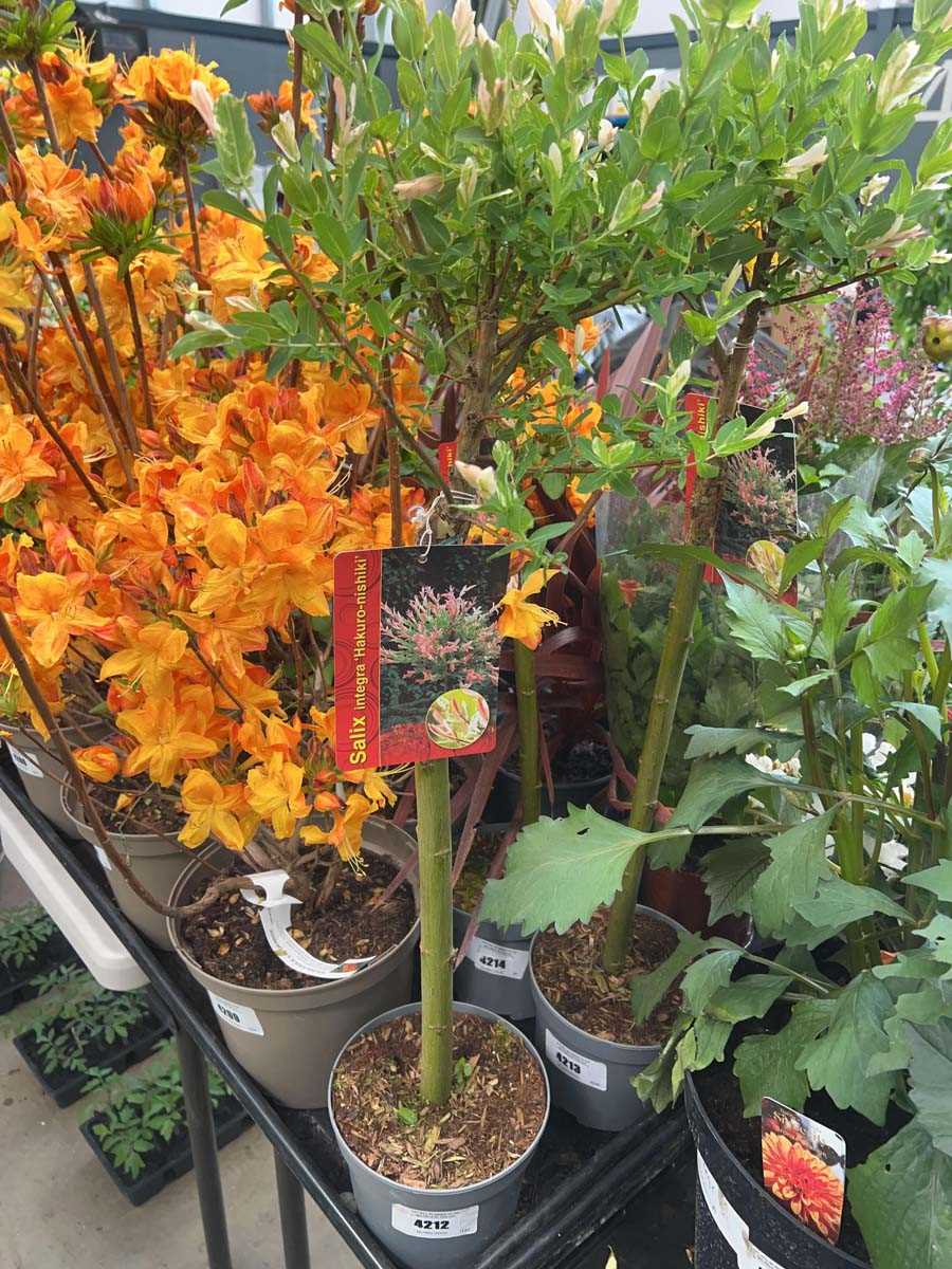 Lot 4212 - Salix Intergra Hakuro Nishiki