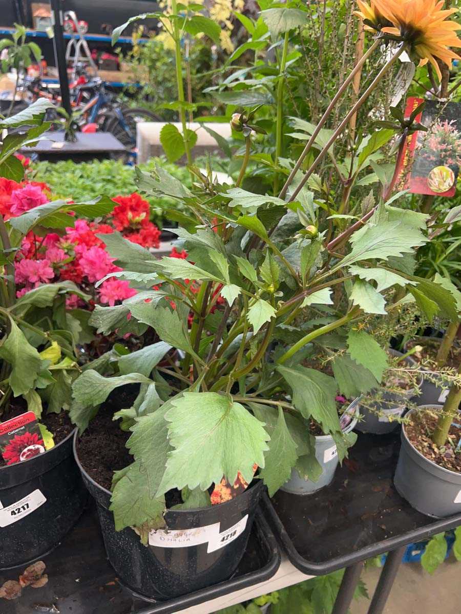Lot 4218 - Large Dahlia - Bronze Orange
