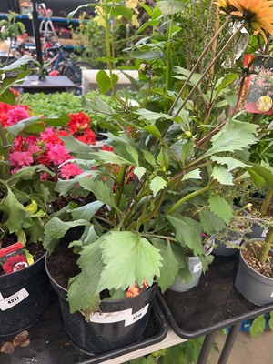 Lot 4218 - Large Dahlia - Bronze Orange