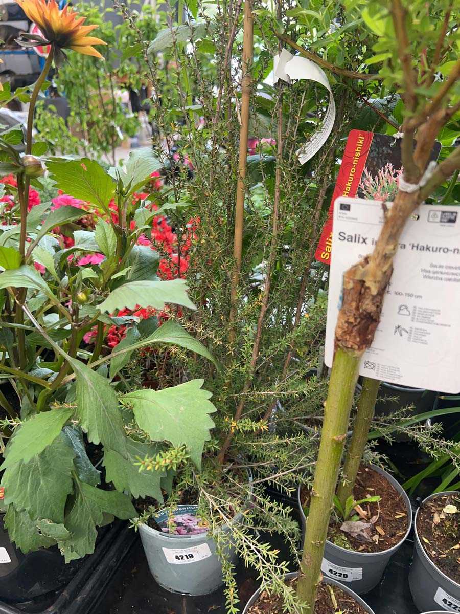 Lot 4219 - Lepto Spermum