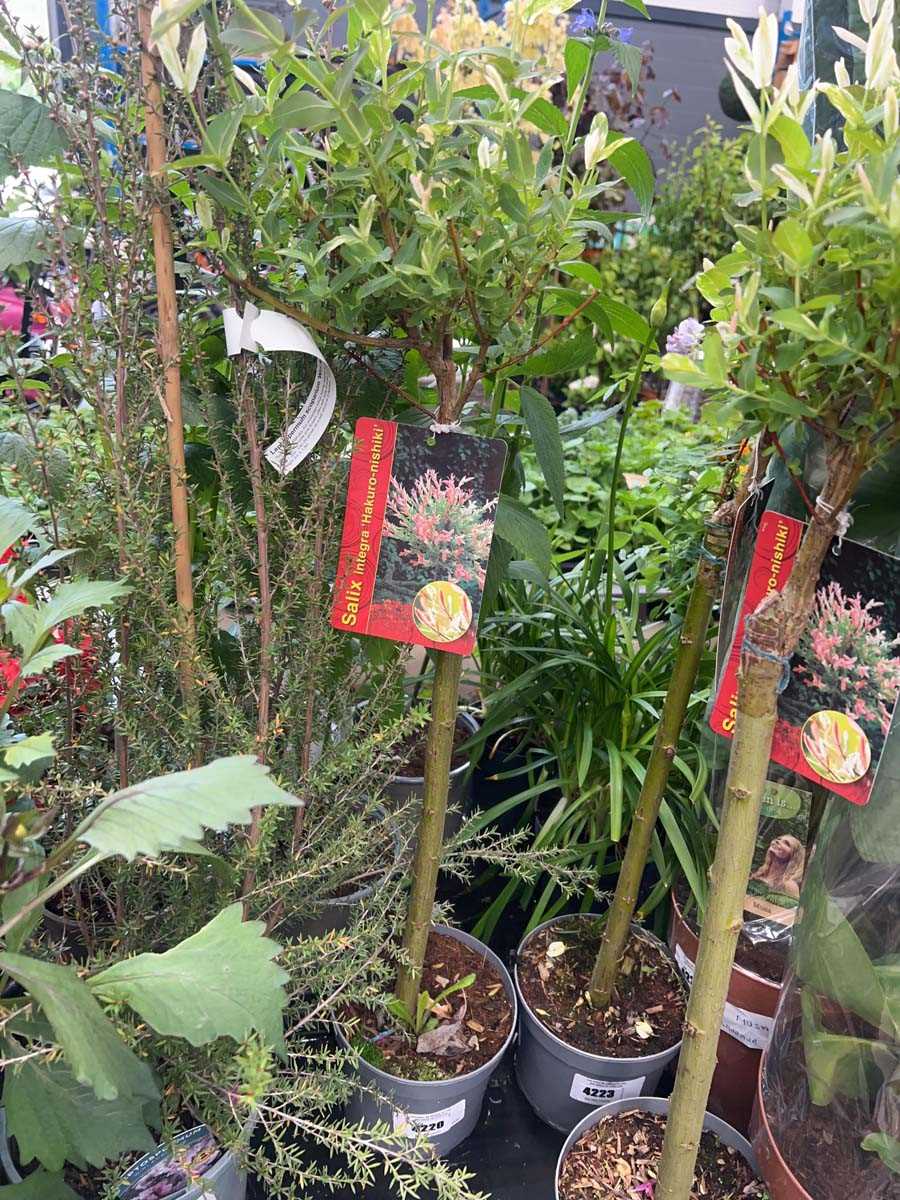 Lot 4220 - Salix Intergra Hakuro Nishiki
