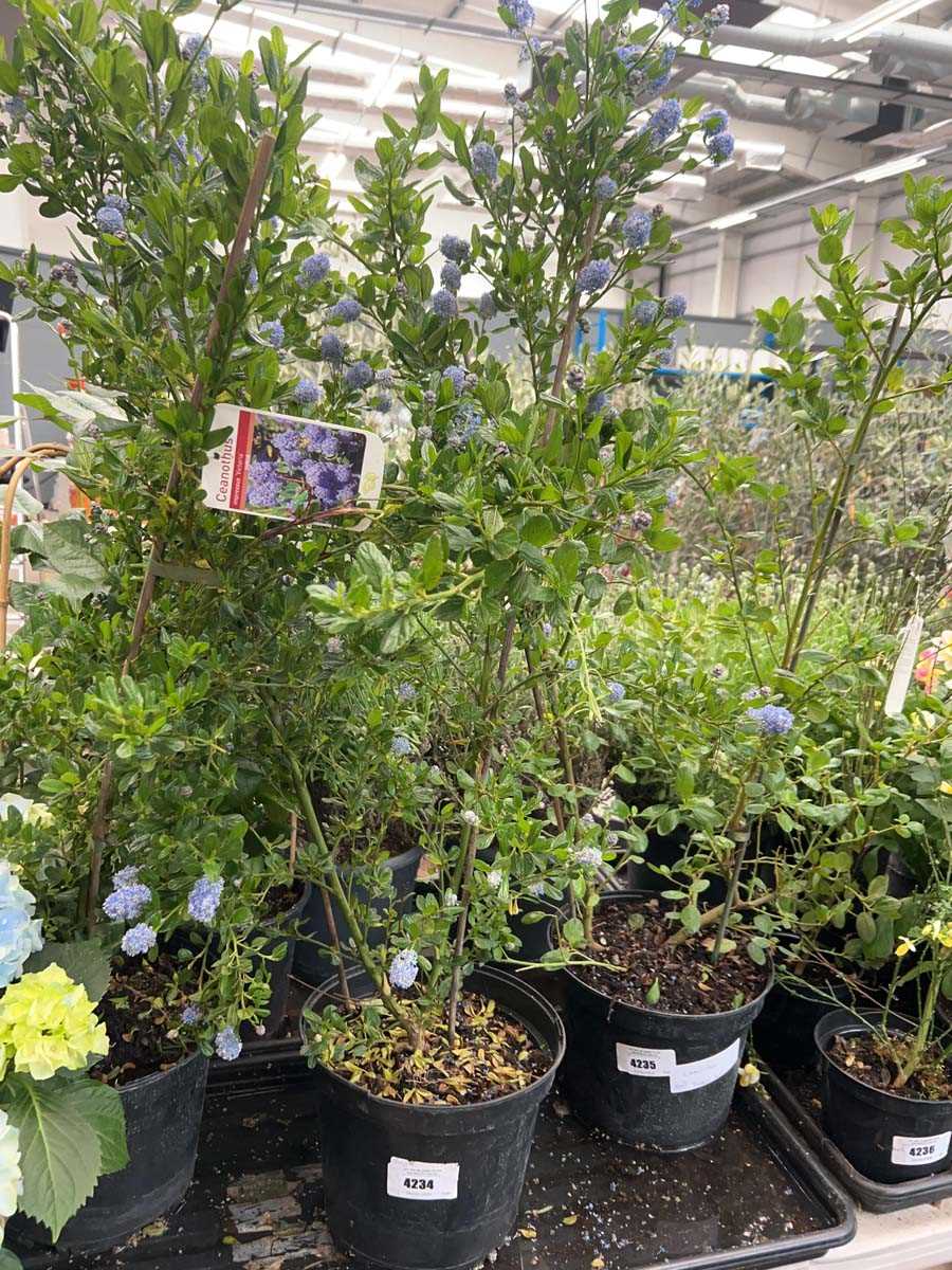 Lot 4227 - Ceanothus