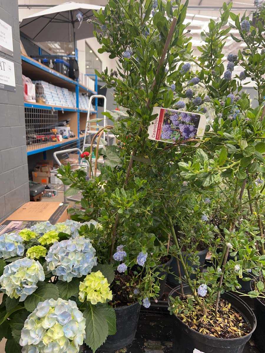 Lot 4228 - Ceanothus