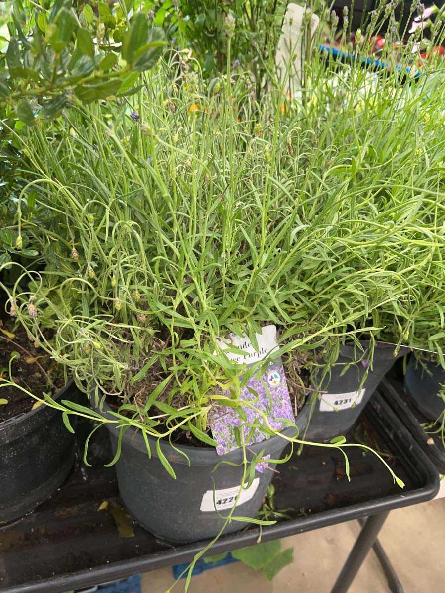 Lot 4229 - Lavender