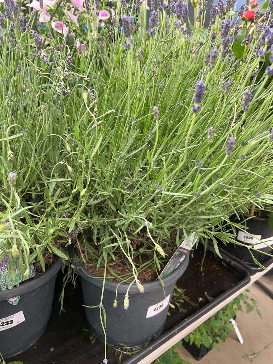 Lot 4230 - Lavender