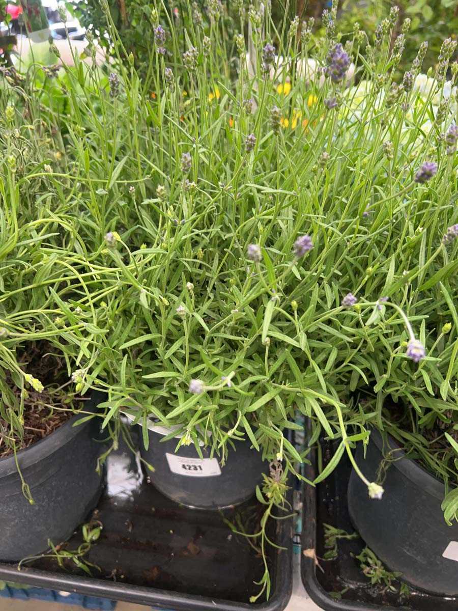 Lot 4231 - Lavender
