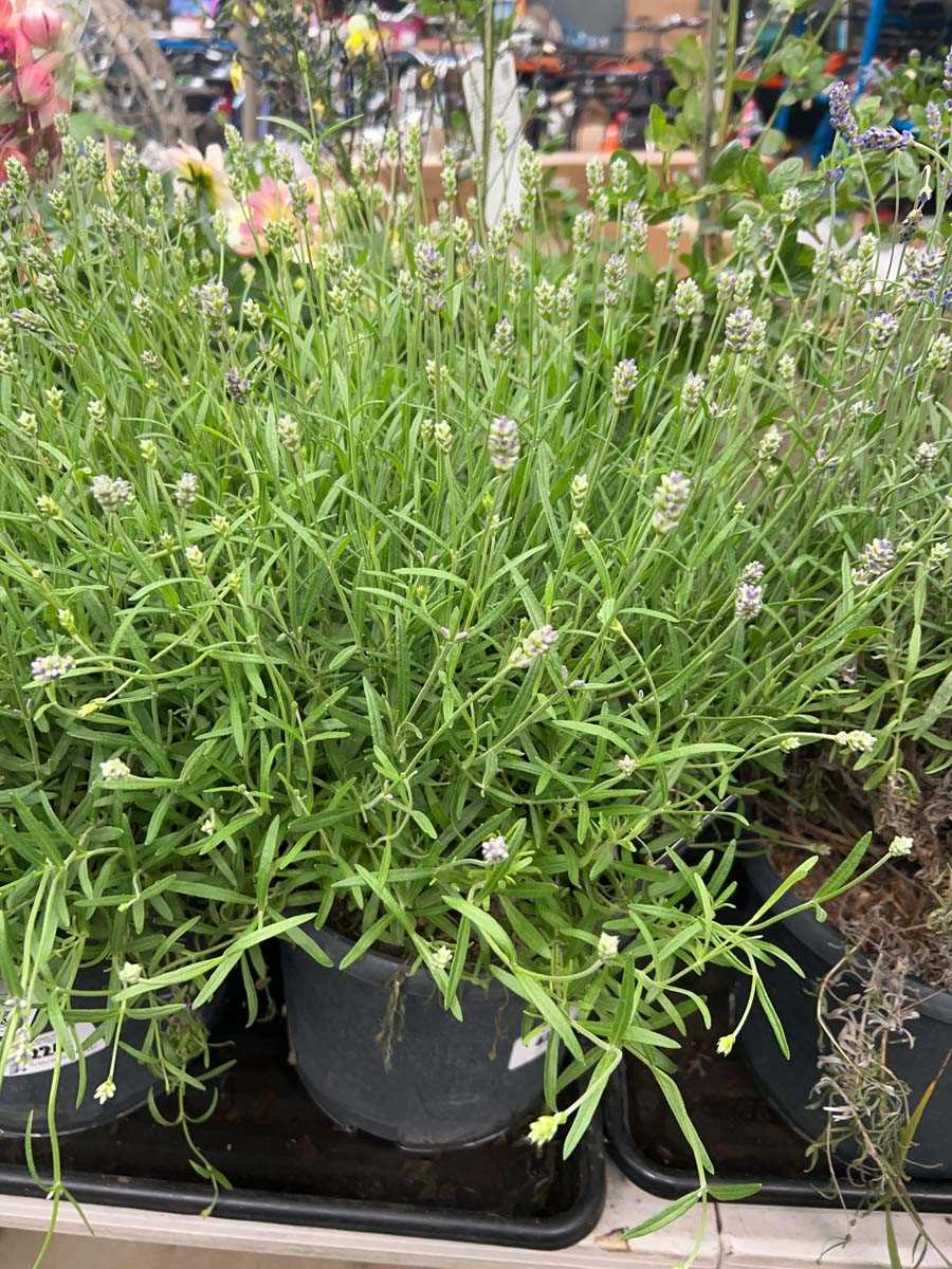 Lot 4232 - Lavender
