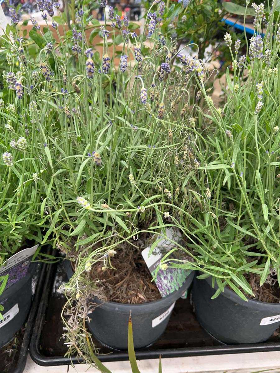 Lot 4233 - Lavender