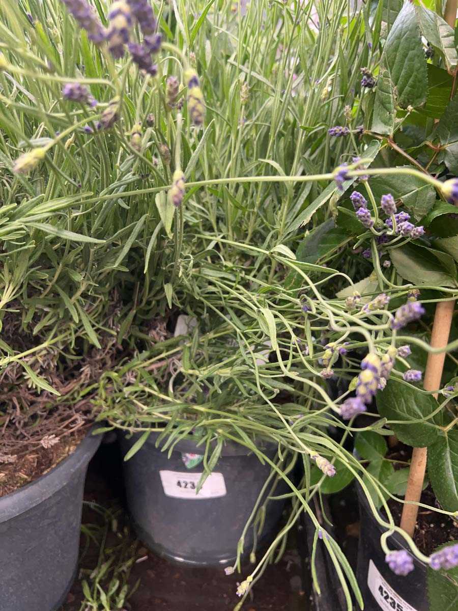 Lot 4234 - Lavender