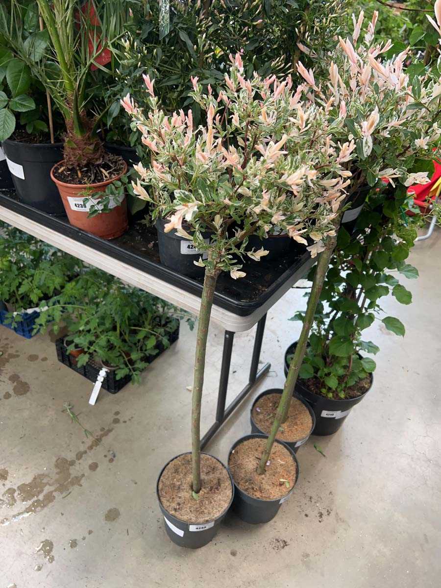 Lot 4243 - Mediem Salix