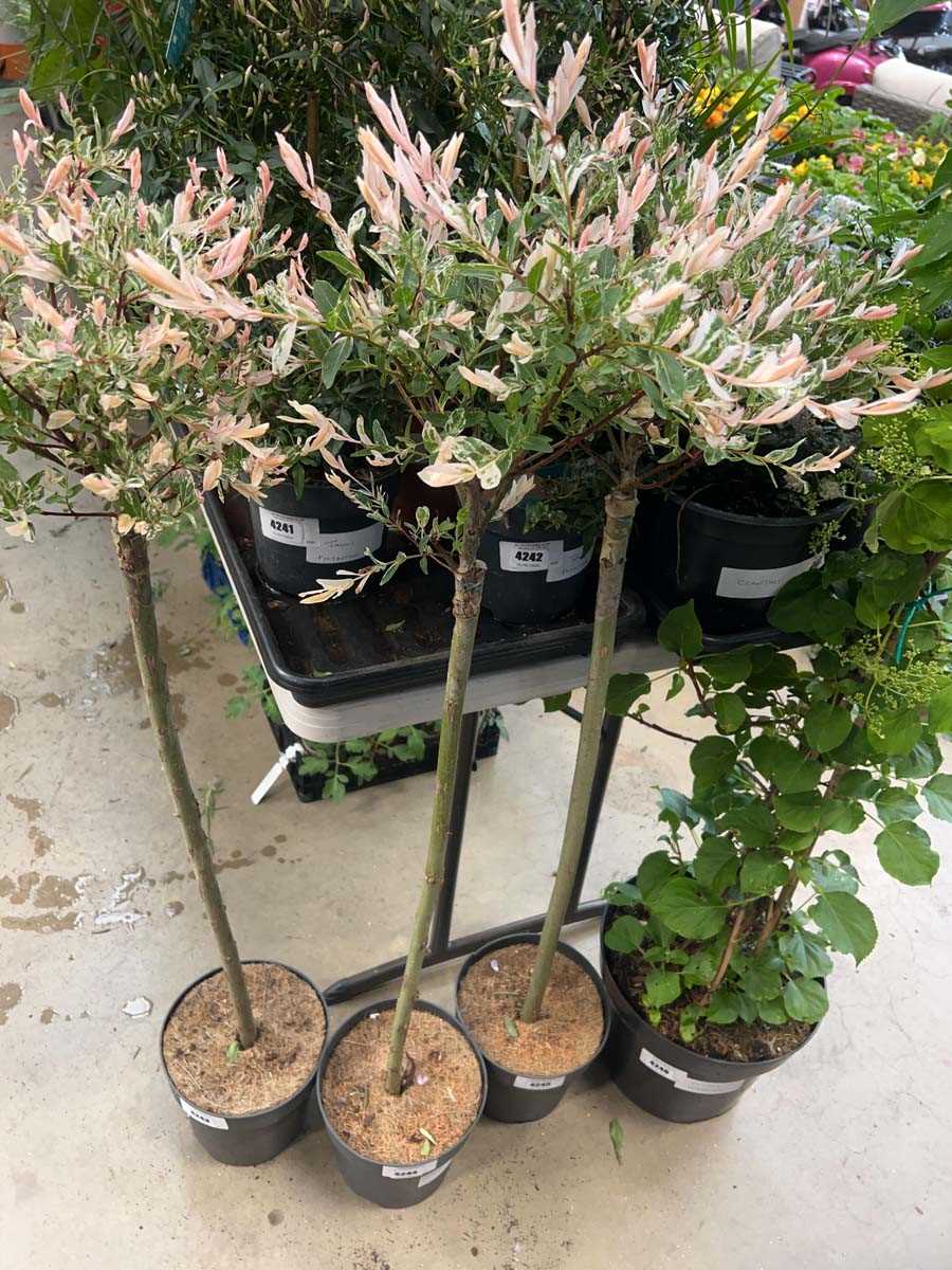 Lot 4244 - Mediem Salix