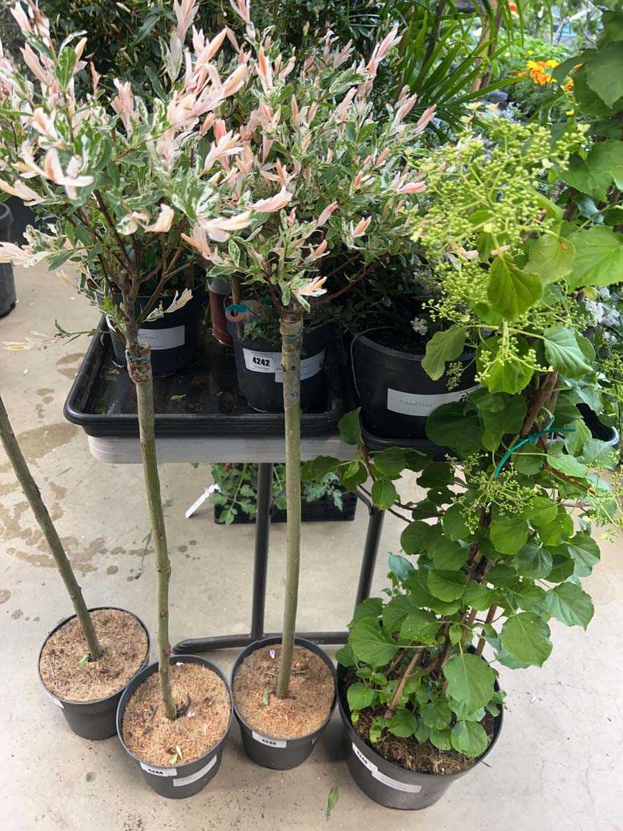 Lot 4245 - Mediem Salix