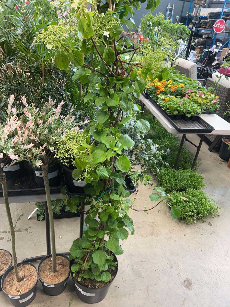 Lot 4246 - Climbing Hydranger